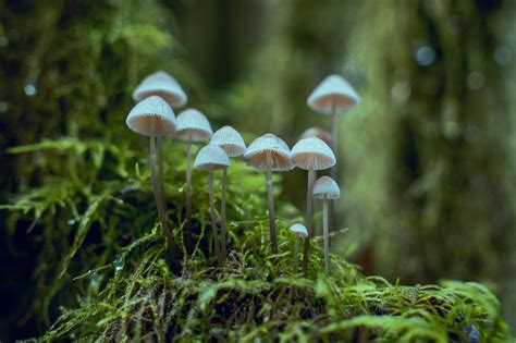 Nature's Magical Delights: Hunting for Magic Mushrooms in California